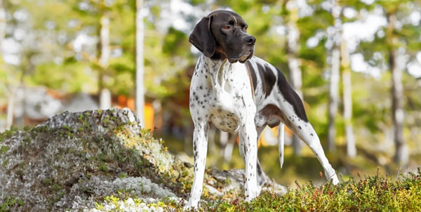 Pointer inglese | Clinica La Veterinaria