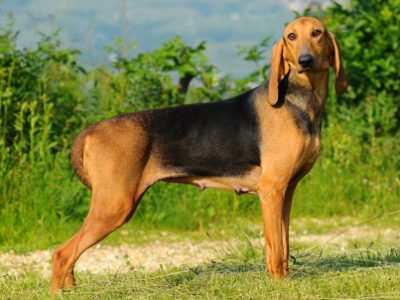 Segugio italiano | Clinica La Veterinaria