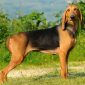 Segugio italiano | Clinica La Veterinaria