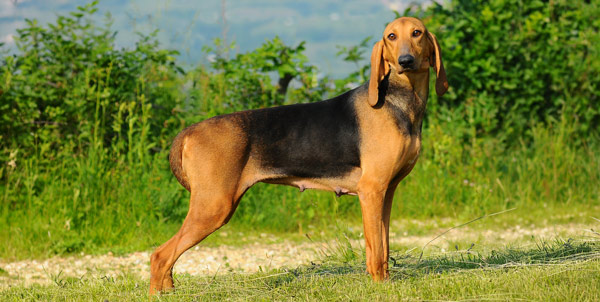 Segugio italiano | Clinica La Veterinaria