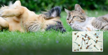 Tetano nel cane e tetano nel gatto | Clinica La Veterinaria
