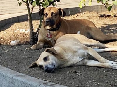 Animali liberi | Clinica La Veterinaria