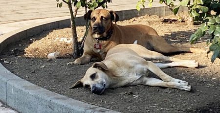 Animali liberi | Clinica La Veterinaria