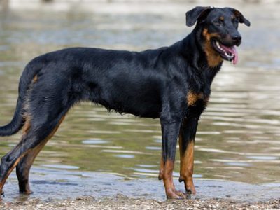 Beauceron | Clinica La Veterinaria