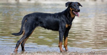 Beauceron | Clinica La Veterinaria