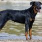 Beauceron | Clinica La Veterinaria