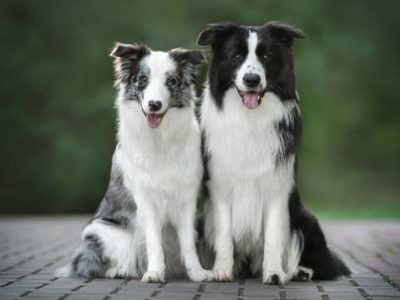 Border Collie | Clinica La Veterinaria