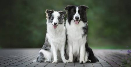 Border Collie | Clinica La Veterinaria