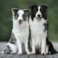 Border Collie | Clinica La Veterinaria