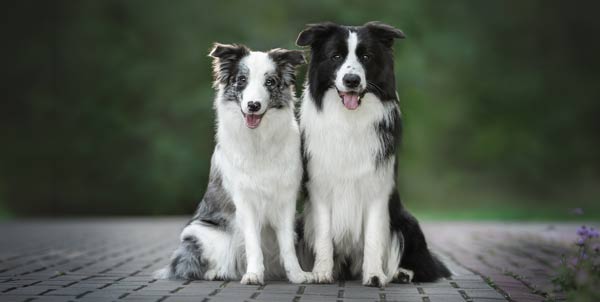 Border Collie | Clinica La Veterinaria