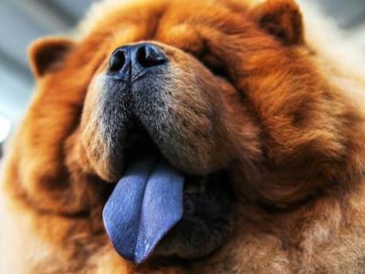 Cani con lingua blu | Clinica La Veterinaria