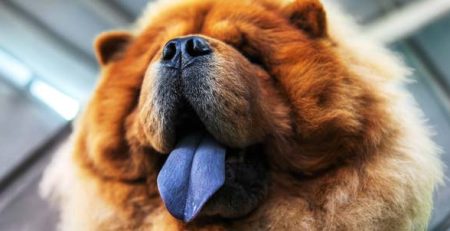 Cani con lingua blu | Clinica La Veterinaria