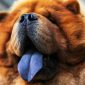 Cani con lingua blu | Clinica La Veterinaria