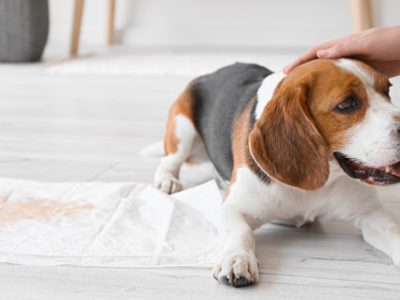 Cystitis in dogs | La Veterinaria Clinic