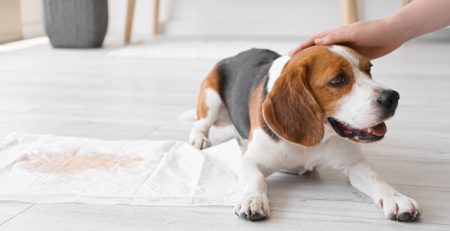 Cistite nel cane | Clinica La Veterinaria