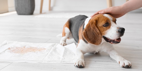 Cistite nel cane | Clinica La Veterinaria