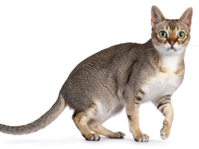 Gatto Singapura | Clinica La Veterinaria