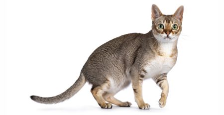 Gatto Singapura | Clinica La Veterinaria
