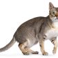 Gatto Singapura | Clinica La Veterinaria