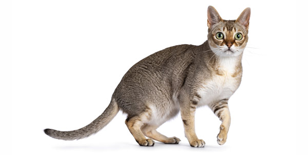 Singapura Cat | La Veterinaria Clinic