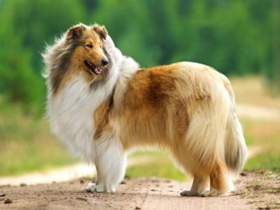 Pastore scozzese Collie | Clinica La Veterinaria