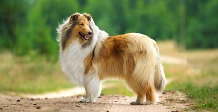 Pastore scozzese Collie | Clinica La Veterinaria