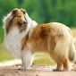 Pastore scozzese Collie | Clinica La Veterinaria