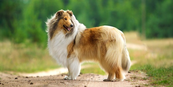 Scottish Collie | La Veterinaria Clinic