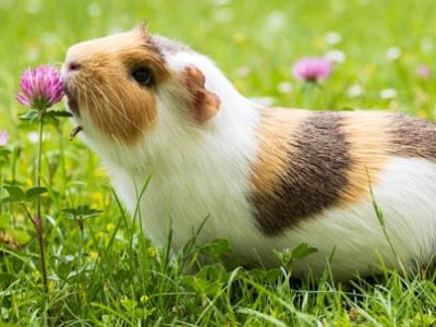 Porcellino d india | Clinica La Veterinaria