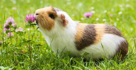 Porcellino d india | Clinica La Veterinaria
