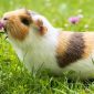 Porcellino d india | Clinica La Veterinaria