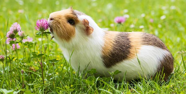 Porcellino d india | Clinica La Veterinaria