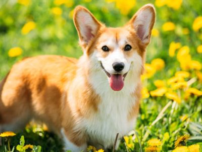 Cane Corgi | Clinica La Veterinaria
