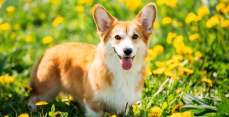 Perro corgi | Clínica veterinaria