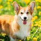 Cane Corgi | Clinica La Veterinaria