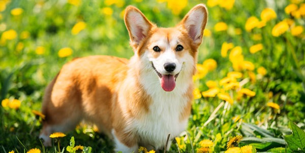Cane Corgi | Clinica La Veterinaria