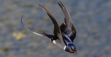 Clínica Veterinaria Swallow |