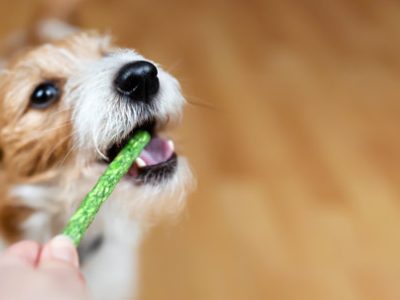 Juguetes masticables para perros | Clínica La Veterinaria