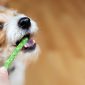 Masticativi per cani | Clinica La Veterinaria