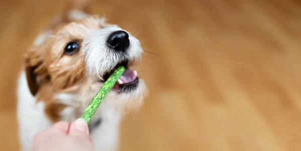 Masticativi per cani | Clinica La Veterinaria