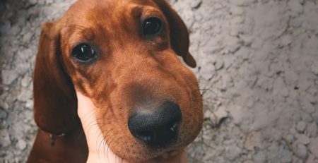 Puntura di vespa le vespe pungono cani gatti | Clinica La Veterinaria