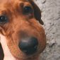 Puntura di vespa le vespe pungono cani gatti | Clinica La Veterinaria