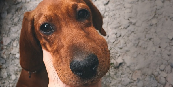 Puntura di vespa le vespe pungono cani gatti | Clinica La Veterinaria