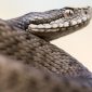 Morso di vipera nel cane | Clinica La Veterinaria