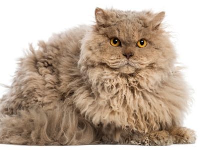 Selkirk Rex | Clinica La Veterinaria