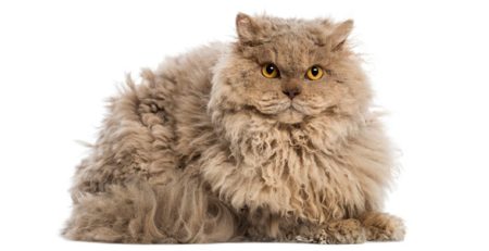 Selkirk Rex | La Veterinaria Clinic