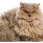 Selkirk Rex | Clinica La Veterinaria