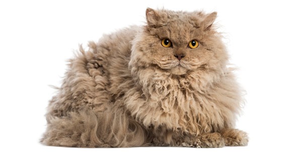 Selkirk Rex | Clinica La Veterinaria