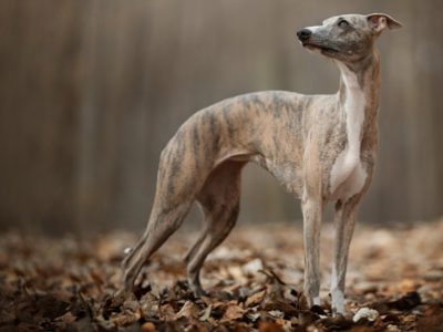 Whippet il piccolo levriero | Clinica La Veterinaria