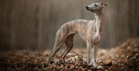 Whippet, the Little Greyhound | La Veterinaria Clinic